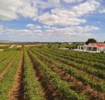Barossa Valley Lyndoch - ACT Tourism