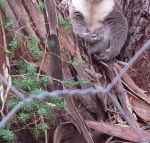 Stringybark Hills Retreat - ACT Tourism