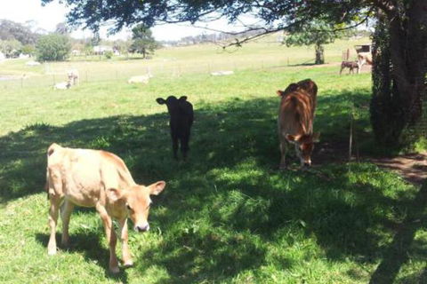 Appin Homestay B & B - ACT Tourism 2