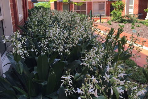 Australian Home Away At Box Hill 2 Bedroom - ACT Tourism 1