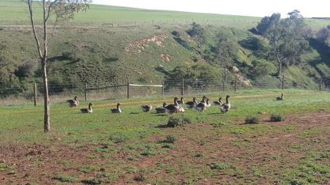 The Cottage At Riverside Farm - ACT Tourism 6