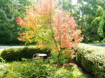 Acacia House Retreat Daylesford - ACT Tourism 0