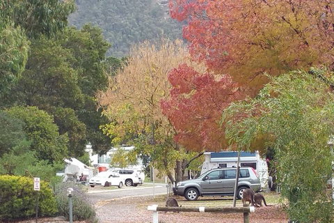 Breeze Holiday Parks - Halls Gap - ACT Tourism 5