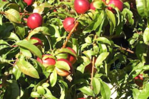 Bendalls - ACT Tourism 7