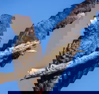 Bussells Bushland Cottages - ACT Tourism