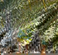 The Miners Rest Motel - ACT Tourism