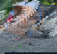 Halls Haven Holiday Units - ACT Tourism