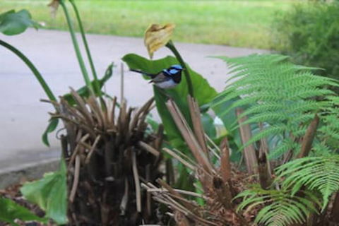 Aristocrat Waurnvale Motel - ACT Tourism 6