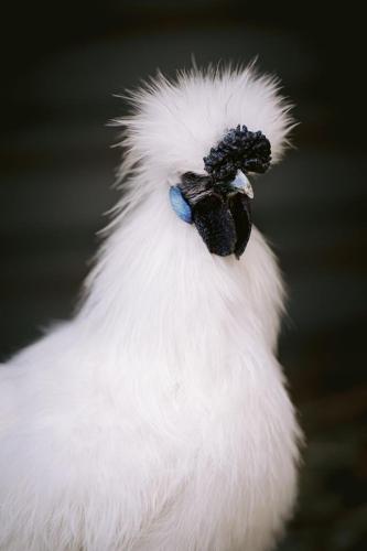 A Better Life Animal Sanctuary FarmStay Private Two Bedrooms Lounge Room & Bathroom & Toilet Shared Kitchen - ACT Tourism 6