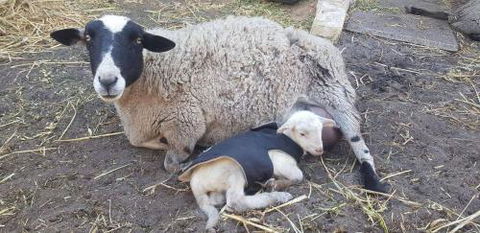 A Better Life Animal Sanctuary FarmStay Private Two Bedrooms Lounge Room & Bathroom & Toilet Shared Kitchen - ACT Tourism 1