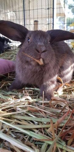 A Better Life Animal Sanctuary FarmStay Private Two Bedrooms Lounge Room & Bathroom & Toilet Shared Kitchen - ACT Tourism 5