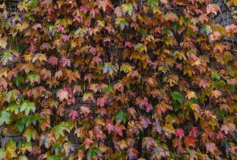 Killiorra - ACT Tourism 1