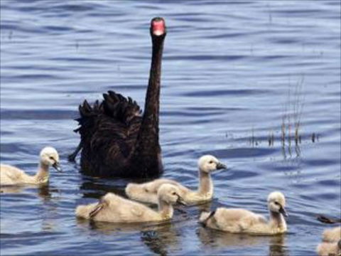 Armadale Farmstay Bed & Breakfast - ACT Tourism 6