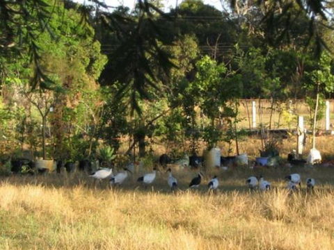 Armadale Farmstay Bed & Breakfast - ACT Tourism 5