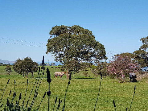 Dees Villa Bed & Breakfast - ACT Tourism 6