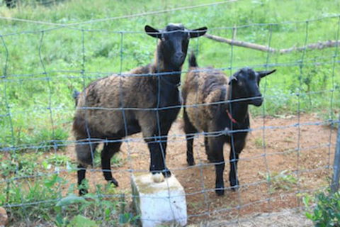 Alstonville Country Cottages - ACT Tourism 0