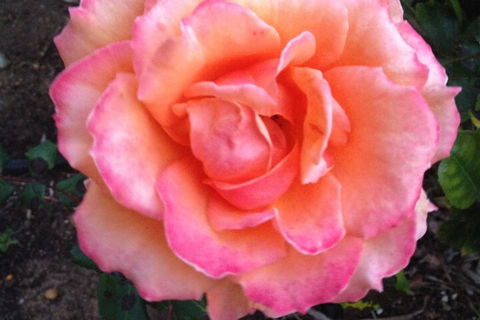 Augusta Escape Holiday Units - ACT Tourism 1