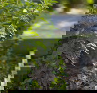 Grampians Eco YHA - Hostel - ACT Tourism