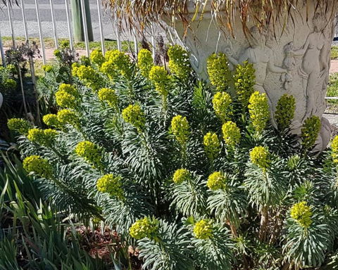 Golden Age Motor Inn Queanbeyan - ACT Tourism 2