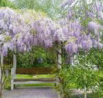 Amelina Cottages - ACT Tourism