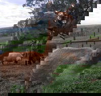 Morella Farm Stay - ACT Tourism