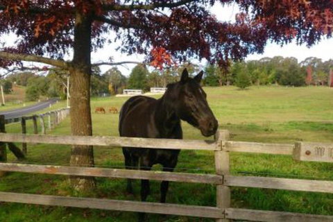 Towac Valley Cabins - ACT Tourism 2
