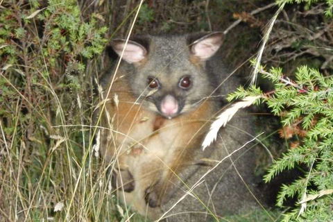 Forest Walks Lodge - ACT Tourism 6