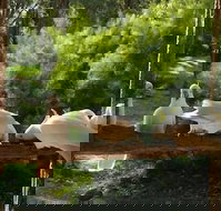 The Burrow At Wombat Bend - ACT Tourism