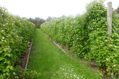 Karingal Homestead B & B - ACT Tourism 4