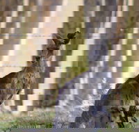 Bella Wind Bed  Breakfast - ACT Tourism