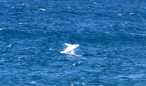 Sea Whispers - ACT Tourism 3