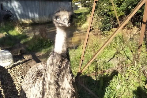 A Twist Of Willow - ACT Tourism 3