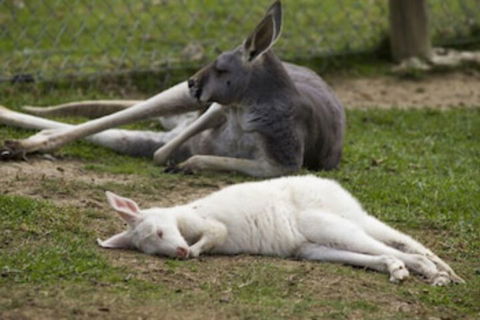 A Twist Of Willow - ACT Tourism 0