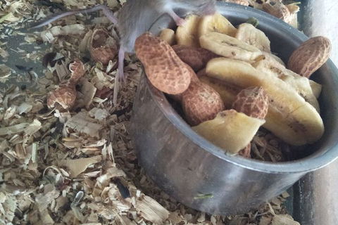 A Twist Of Willow - ACT Tourism 6