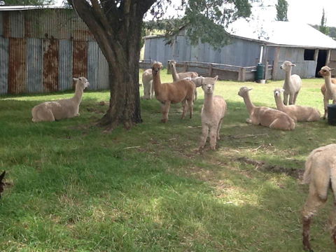 Glen Waverly Farmstay - ACT Tourism 1