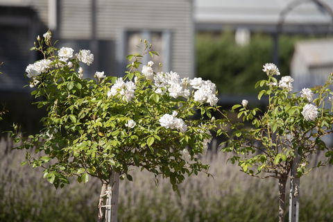 The Nest At Gundaroo - ACT Tourism 4