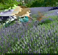Lavandula Swiss Italian Farm - ACT Tourism