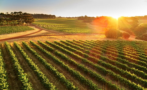 Leeuwin Estate - ACT Tourism 1