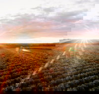 Rich Glen Olive Farm - ACT Tourism