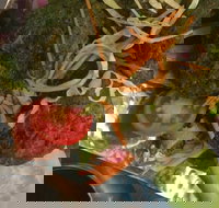 Faber Vineyard and Winery - ACT Tourism