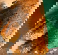 Kappaya - ACT Tourism