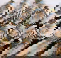 S.D. Caputo And Sons - ACT Tourism