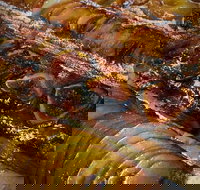 Queens Pastri House - ACT Tourism