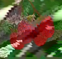 Westerway Raspberry Farm - ACT Tourism