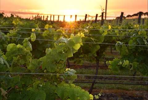 Bennetts On Bellarine Winery - ACT Tourism 0