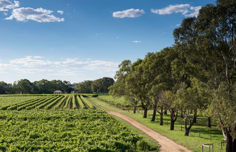 Bleasdale Vineyards - ACT Tourism 1