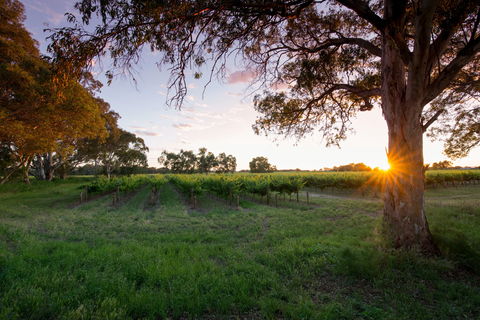 Bleasdale Vineyards - ACT Tourism 2