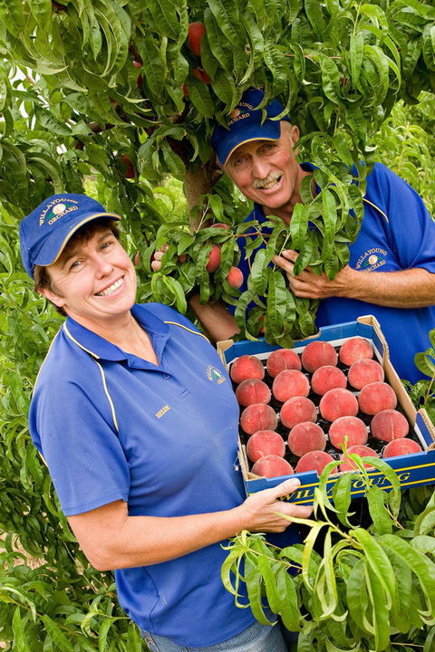 Willayoung Orchard - ACT Tourism 0