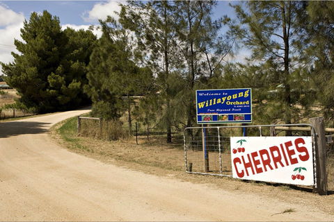 Willayoung Orchard - ACT Tourism 1