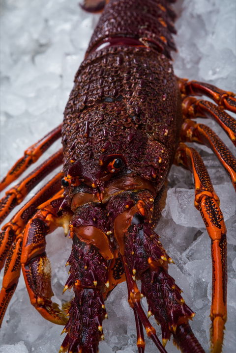 Lobster Shack Tasmania - ACT Tourism 0
